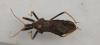 Arilus sp.